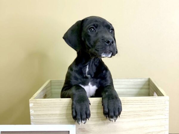 Great Dane-DOG-Female-Blk/Wht-2946-Petland Hilliard, Ohio