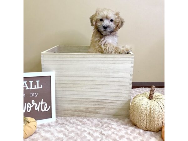 Yorkiepoo-DOG-Male-Gold-2940-Petland Hilliard, Ohio