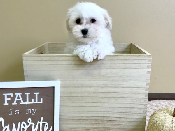 Maltipoo-DOG-Male-White-2934-Petland Hilliard, Ohio