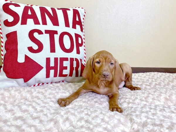 Vizsla-DOG-Female-Rust-2950-Petland Hilliard, Ohio