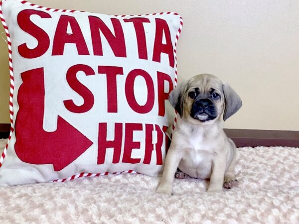 Puggle-DOG-Male-Fawn-2954-Petland Hilliard, Ohio