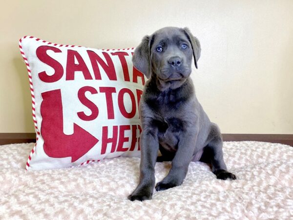 Cane Corso-DOG-Female-Blue-2953-Petland Hilliard, Ohio