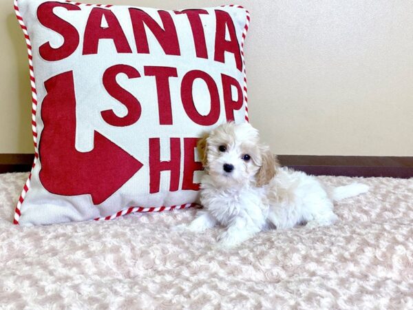 Cavapoo-DOG-Female-Blenheim-2952-Petland Hilliard, Ohio