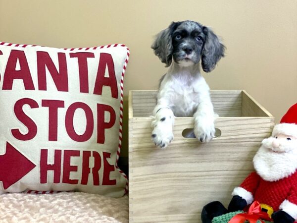 Cocker Spaniel-DOG-Male-Blue Roan / White-2962-Petland Hilliard, Ohio