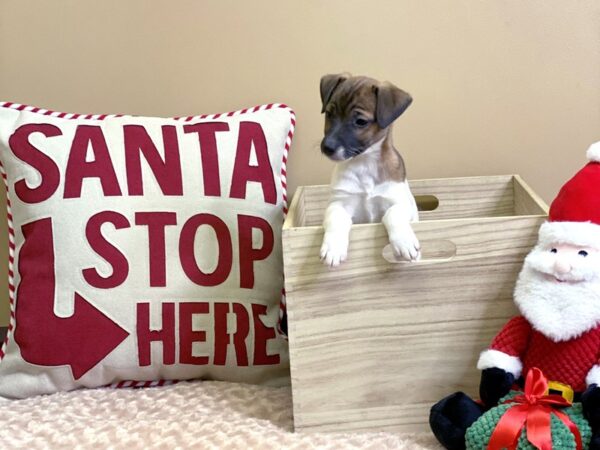 Jack Russell Terrier-DOG-Female-White / Brown-2966-Petland Hilliard, Ohio