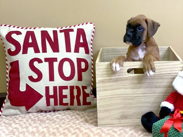 Boxer-DOG-Male-Fawn-2967-Petland Hilliard, Ohio