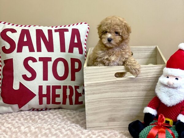 Poodle DOG Male Red 2968 Petland Hilliard, Ohio