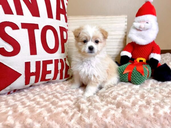 Pomapoo-DOG-Male-Sable-2979-Petland Hilliard, Ohio