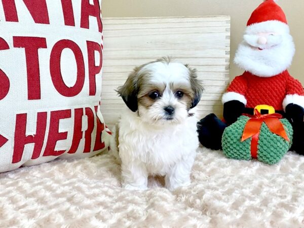 Teddy Bear (Zuchon)-DOG-Female-Brown & White-2978-Petland Hilliard, Ohio