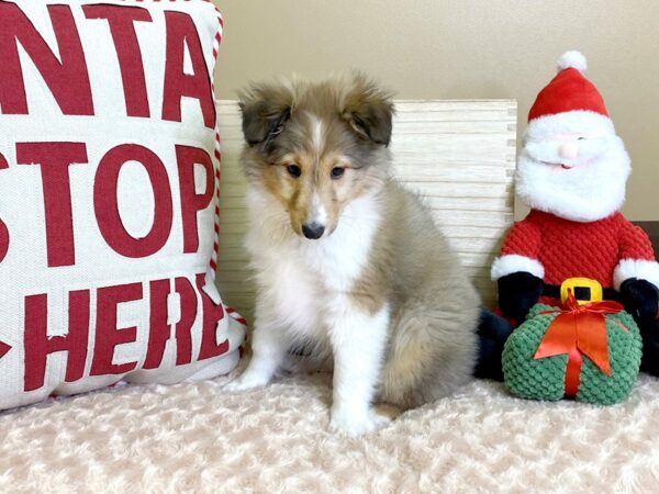 Shetland Sheepdog DOG Female Sable / White 2973 Petland Hilliard, Ohio