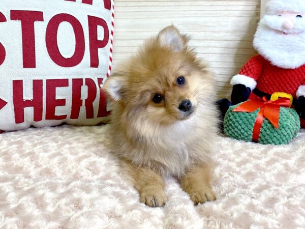 Pomchi-DOG-Female-Red-2970-Petland Hilliard, Ohio