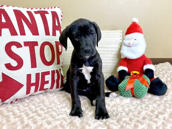 Great Dane-DOG-Female-Black-2972-Petland Hilliard, Ohio