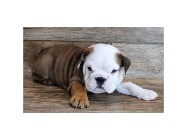 Bulldog-DOG-Female-Red / White-2991-Petland Hilliard, Ohio