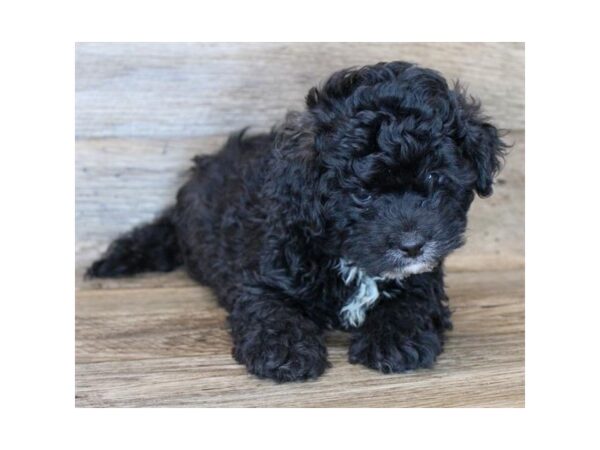 Lhasapoo-DOG-Male-Black-2993-Petland Hilliard, Ohio