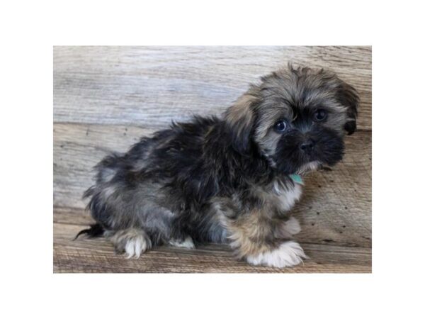 Lhasa Apso-DOG-Male-Grizzle-2994-Petland Hilliard, Ohio