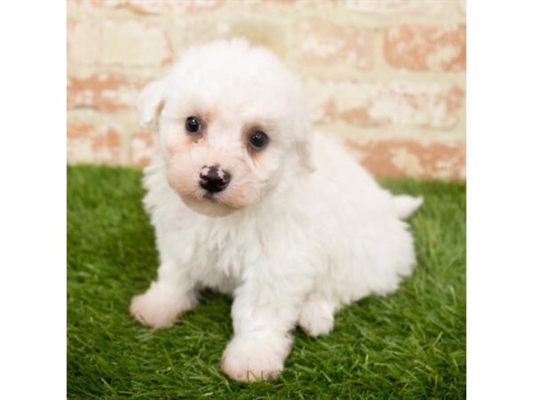 Bichon Frise-DOG-Male-White-2980-Petland Hilliard, Ohio