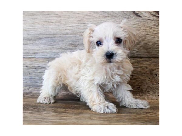 Schnoodle DOG Male Apricot 3004 Petland Hilliard, Ohio