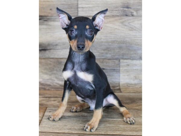 Miniature Pinscher-DOG-Male-Black / Tan-3006-Petland Hilliard, Ohio