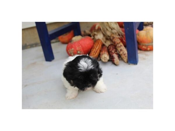 Havanese-DOG-Female-Black / White-3009-Petland Hilliard, Ohio