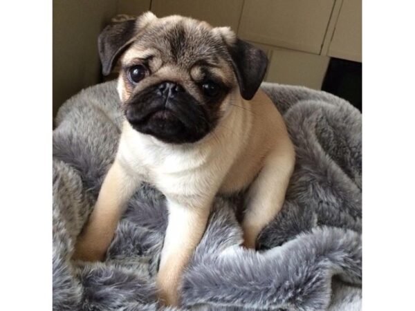 Pug-DOG-Male-FAWN-2987-Petland Hilliard, Ohio