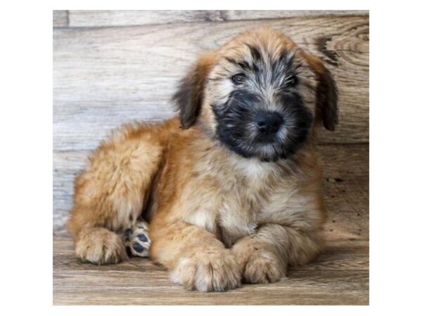 Soft Coated Wheaten Terrier DOG Male Wheaten 3015 Petland Hilliard, Ohio