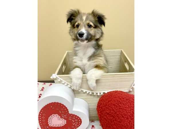 Shetland Sheepdog DOG Male Sable / White 3013 Petland Hilliard, Ohio