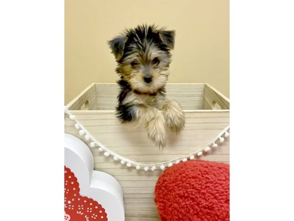 Morkie-DOG-Female-Black / Tan-3014-Petland Hilliard, Ohio