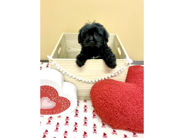 Yorkiepoo DOG Female Black 3018 Petland Hilliard, Ohio