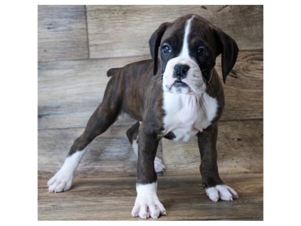 Boxer-DOG-Male-Brindle-3025-Petland Hilliard, Ohio