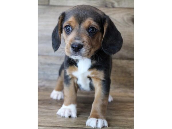 Beagle-DOG-Male-Black / Tan-3026-Petland Hilliard, Ohio