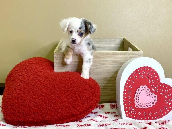 Chiweenie-DOG-Female-Fawn / Blue Merle-3034-Petland Hilliard, Ohio