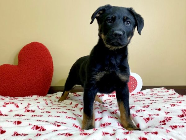 German Shepherd/Rottweiler-DOG-Female-Black / Rust-3028-Petland Hilliard, Ohio