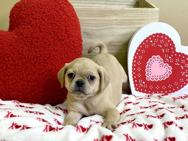 Puggle-DOG-Male-Apricot-3027-Petland Hilliard, Ohio