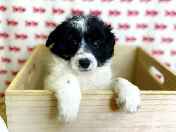 Mini Sheepadoodle-DOG-Male-White-3019-Petland Hilliard, Ohio