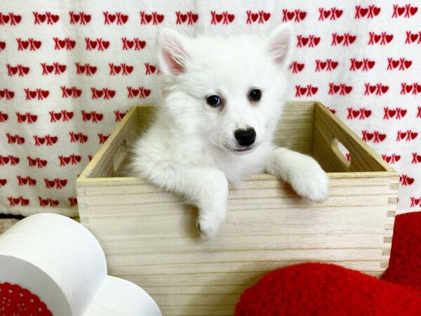 American Eskimo Dog-DOG-Male-White-3012-Petland Hilliard, Ohio