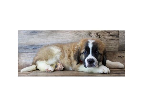 Saint Bernard DOG Male Mahogany / White 3041 Petland Hilliard, Ohio