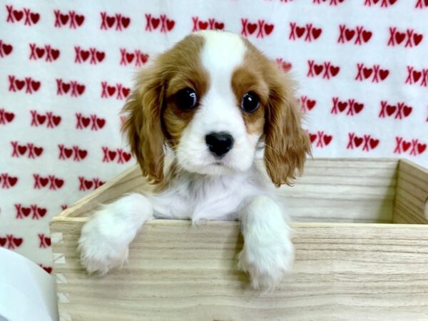 Cavalier King Charles Spaniel-DOG-Male-Blenheim-3024-Petland Hilliard, Ohio