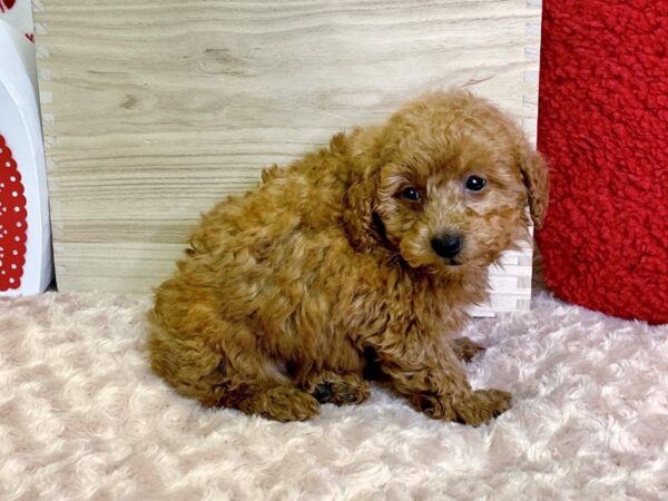 Poodle DOG Male Red 3042 Petland Hilliard, Ohio