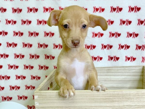 Chiweenie-DOG-Male-Red-2990-Petland Hilliard, Ohio