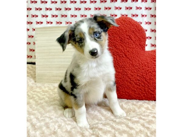 Mini Aussie-DOG-Female-Blue Merle-3056-Petland Hilliard, Ohio