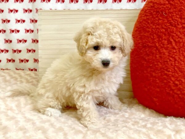 Bichapoo-DOG-Male-Apricot-3051-Petland Hilliard, Ohio