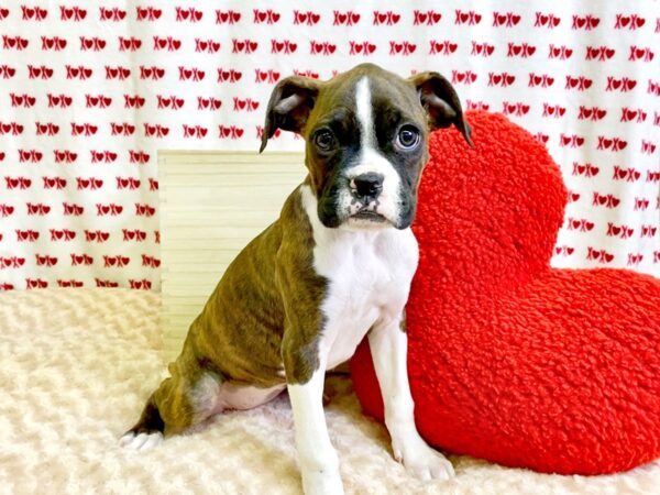 Boxer DOG Female Brindle 3050 Petland Hilliard, Ohio