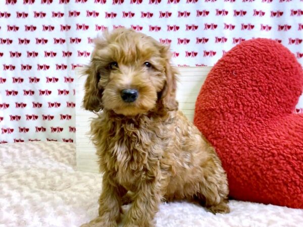 F2 MINI GOLDENDOODLE-DOG-Male-Red-3049-Petland Hilliard, Ohio