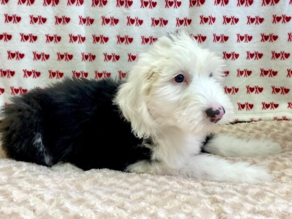 Old English Sheepdog-DOG-Female-Black & White-3048-Petland Hilliard, Ohio