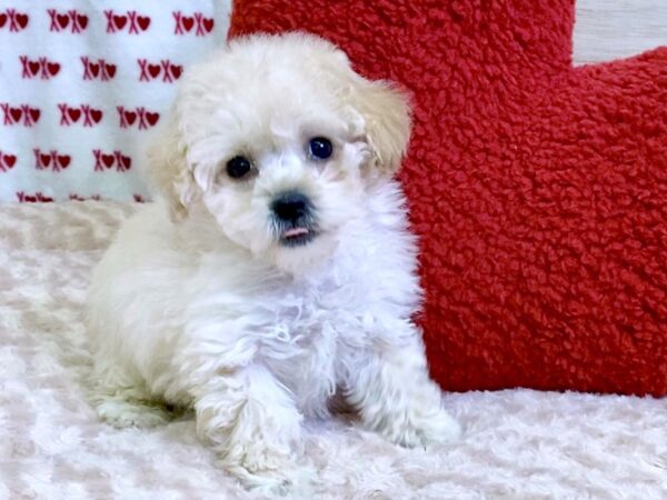 Poo Chon-DOG-Female-Cream-3047-Petland Hilliard, Ohio