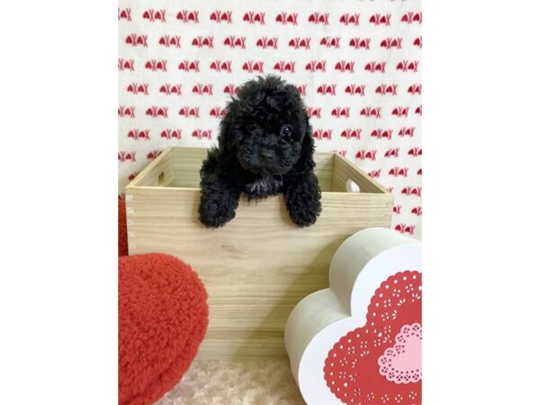 Toy Poodle-DOG-Male-BLK WH-3067-Petland Hilliard, Ohio