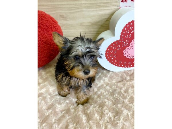 Silky Terrier-DOG-Male-Black / Tan-3062-Petland Hilliard, Ohio