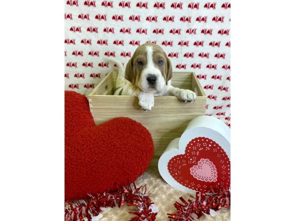 Walrus-DOG-Female-Lilac & White-3064-Petland Hilliard, Ohio