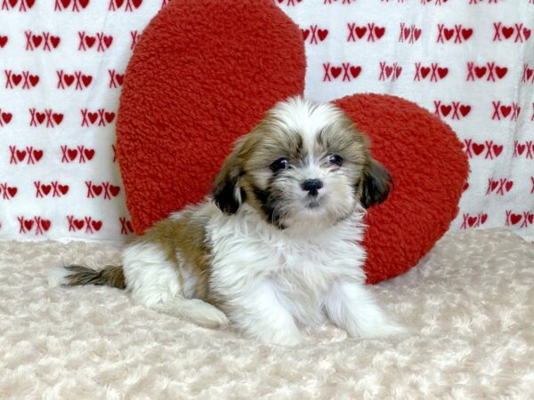 Shih Tzu-DOG-Female-BROWN WHITE-3075-Petland Hilliard, Ohio