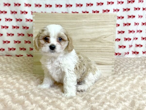 Cava Chon-DOG-Male-BLENHEIM-3074-Petland Hilliard, Ohio